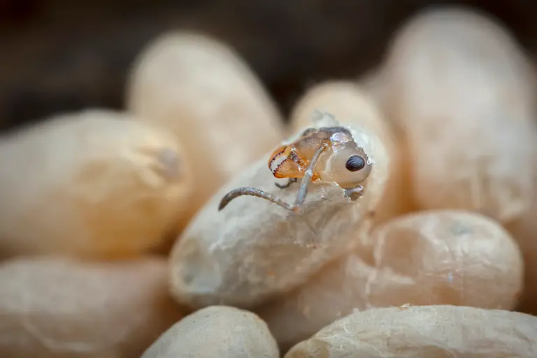 07-S-96-Ingo-Arndt-Waldameisen-Presse
