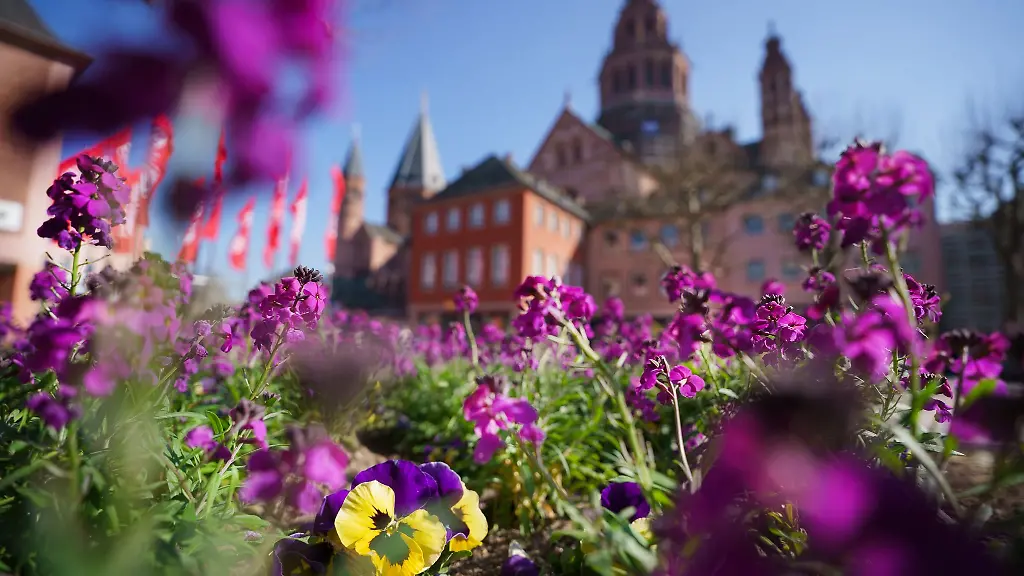 Es-gibt-Sonne-und-Fruehlingsblumen-in-Rheinland-Pfalz-und-dem-Saarland-so-wie-hier-vor-dem-Mainzer-Dom