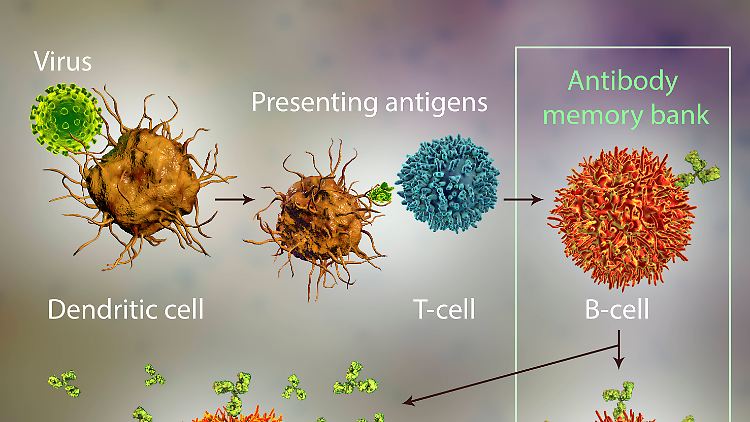 Die Computergrafik zeigt modellhaft, wie sich das Immunsystem gegen Viren wehrt. 