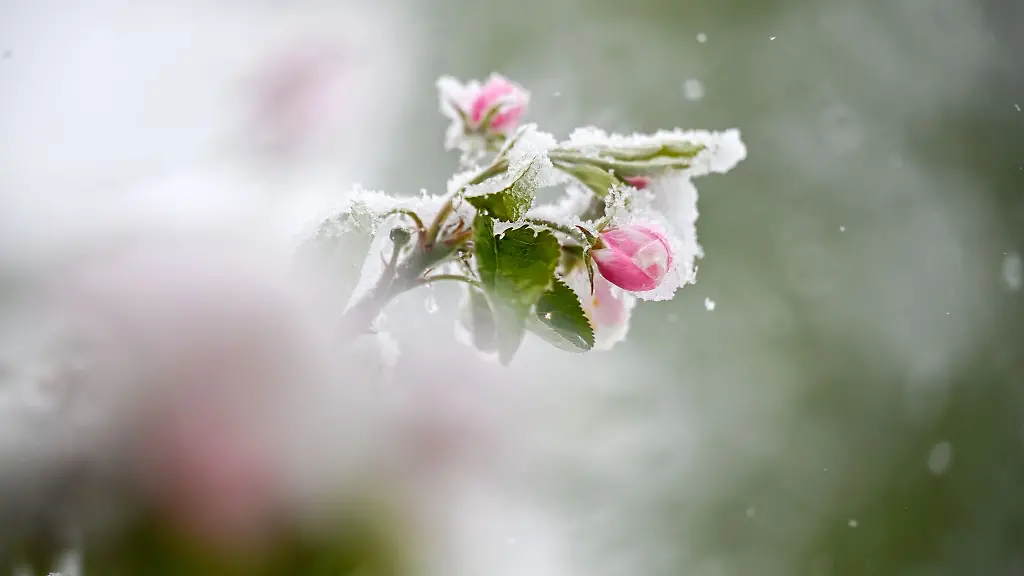 Im-vergangenen-Jahr-starben-viele-Blueten-wegen-der-Kaelte-ab