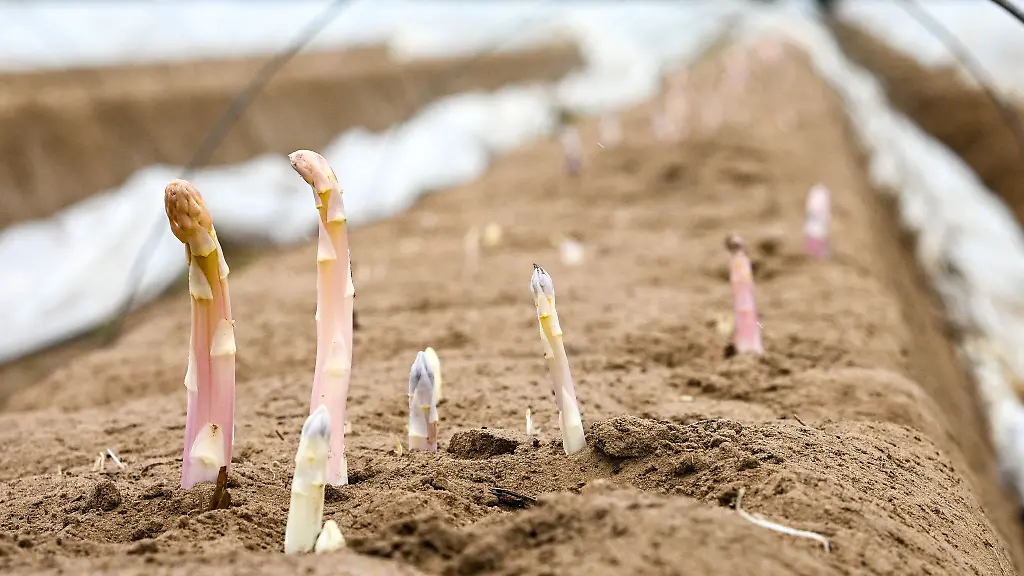 Der-erste-Spargel-in-Brandenburg-ist-bereit-fuer-die-Ernte