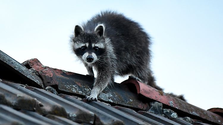 Säugetiere wie der bereits eingewanderte Waschbär bleiben die Ausnahme.