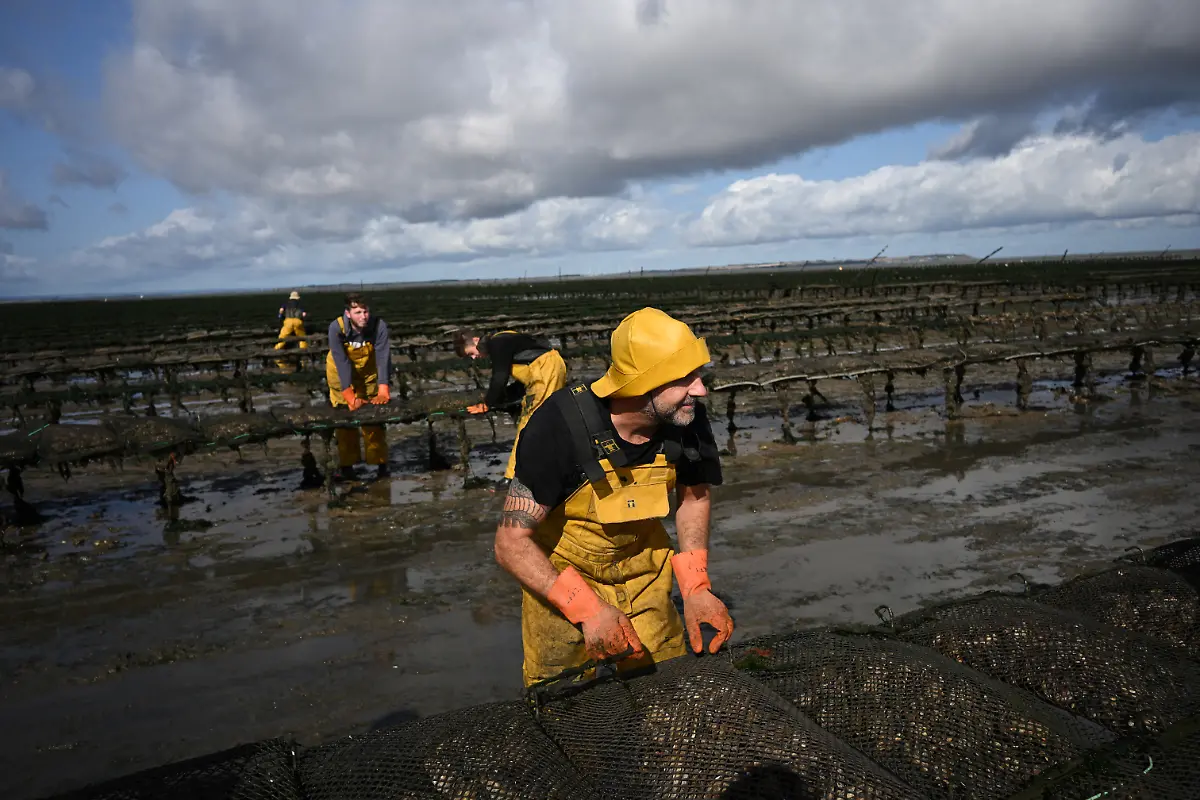 Whitstable-Oyster-Fishery-Company