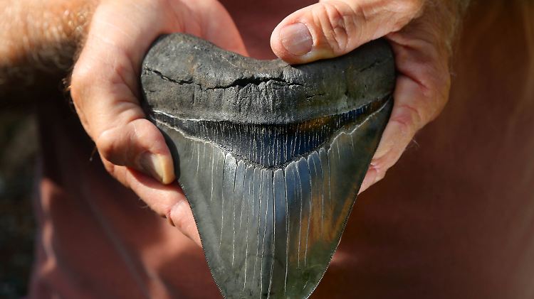 Ein fossiler Zahn des Riesenhais Megalodon.