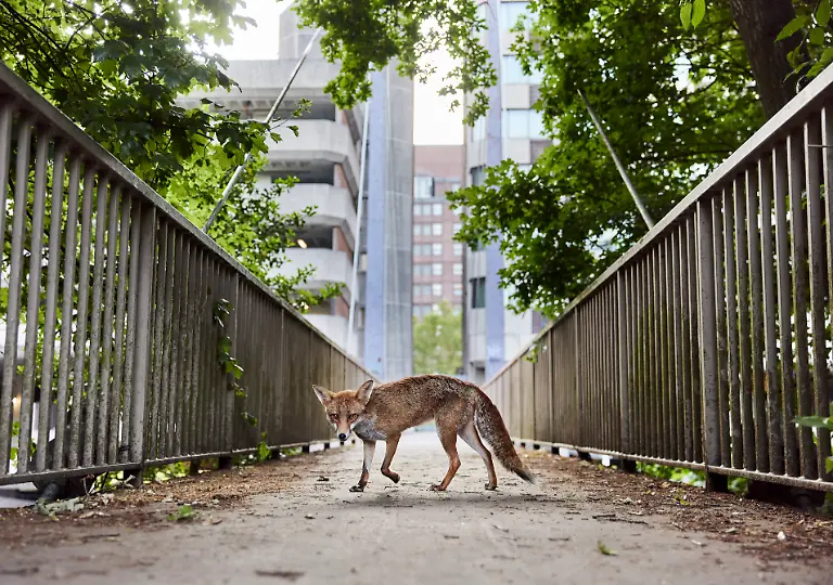 NICHT-IN-ANDEREM-ZUSAMMENHANG-VERWENDEN-ADULTWINNER-BWPA-2025-12