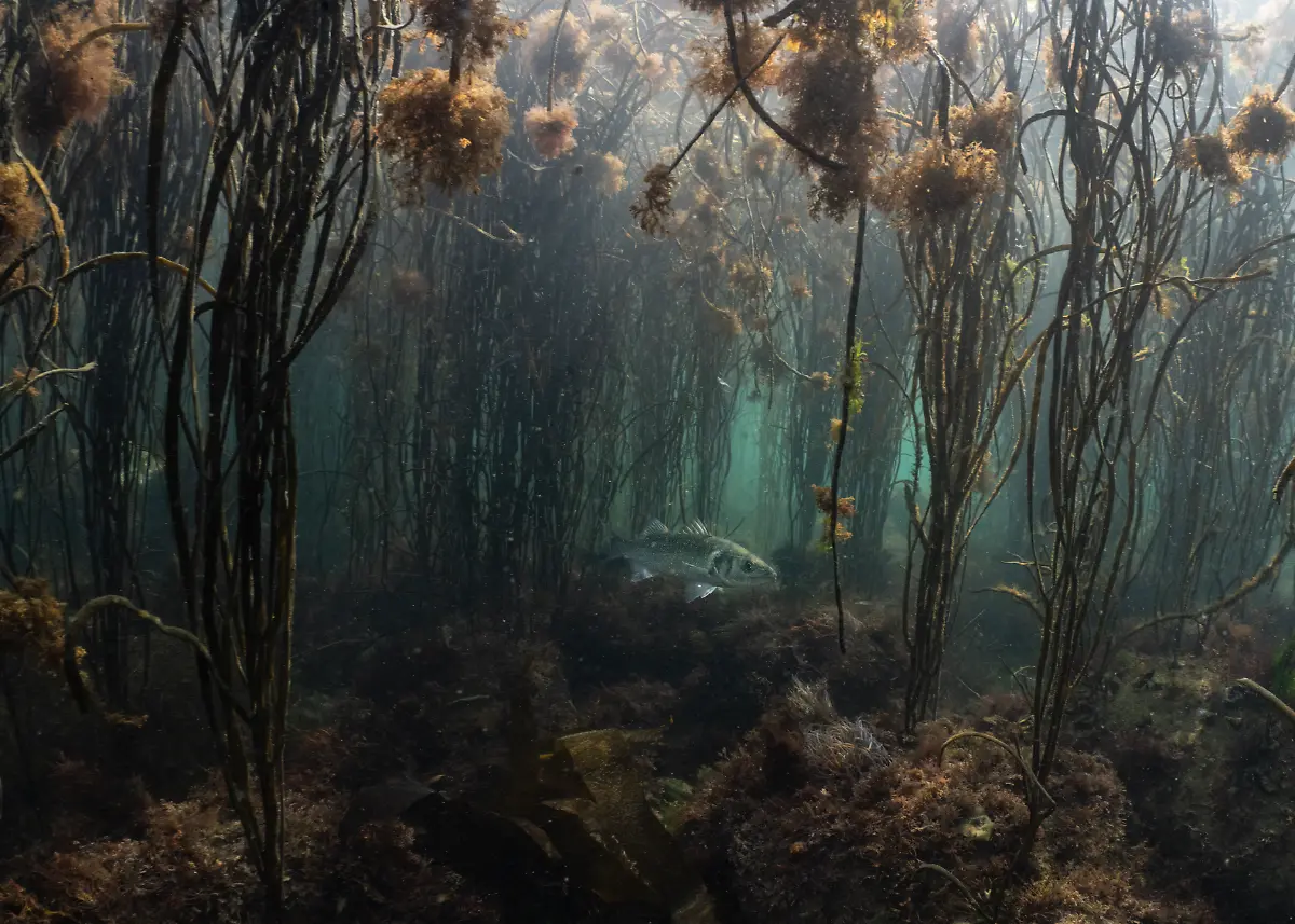 NICHT-IN-ANDEREM-ZUSAMMENHANG-VERWENDEN-RU-BWPA-2025-13