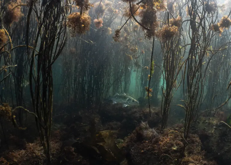 NICHT-IN-ANDEREM-ZUSAMMENHANG-VERWENDEN-RU-BWPA-2025-13