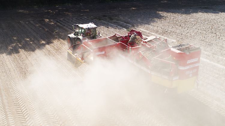 Die Kieler Forscher bewerten die Hilfen für die Landwirtschaft als gesamtwirtschaftlich schädlich.