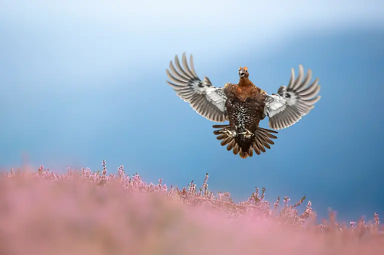 NICHT-IN-ANDEREM-ZUSAMMENHANG-VERWENDEN-RU-BWPA-2025-6