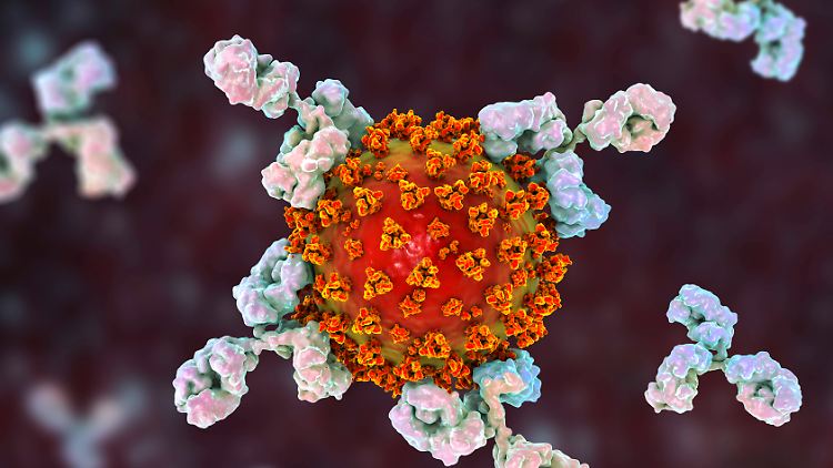 Diese Illustration veranschaulicht, wie sich Antikörper (hell) an ein Coronavirus (rötlich) anhaften.