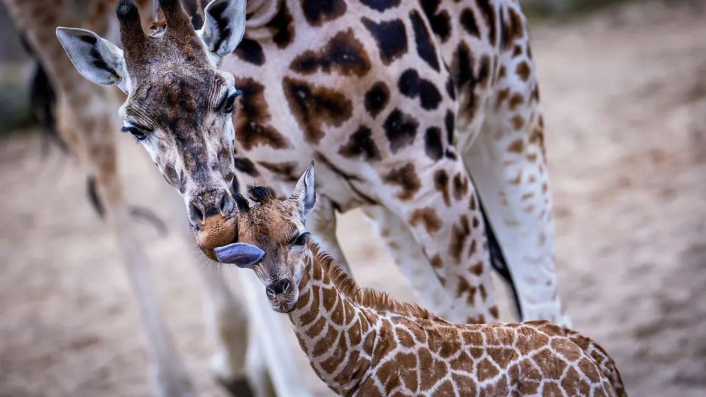 Schon-kurz-nach-seiner-Geburt-konnte-das-Giraffen-Kalb-auf-den-eigenen-Beinen-stehen