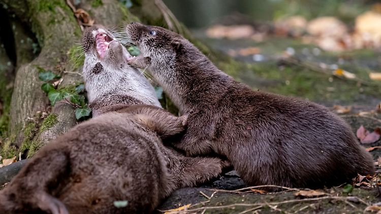 In verschiedenen Regionen Deutschlands - hier in Niedersachsen - breiten sich Fischotter wieder aus.