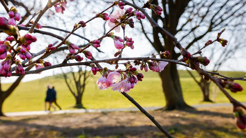 Sonne-und-milde-Temperaturen-bringen-den-Fruehling-nach-Hessen