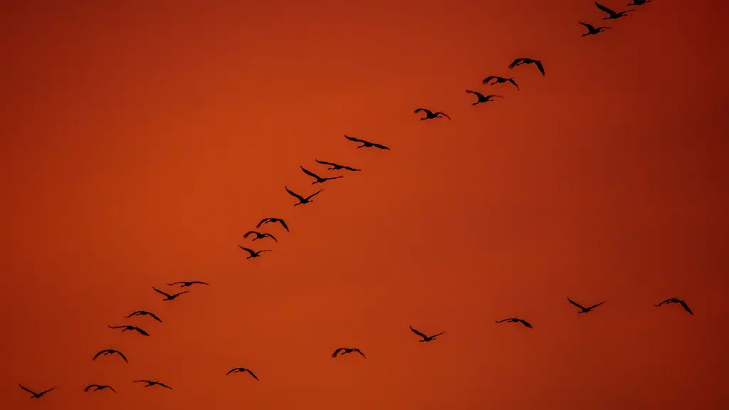 Der-Kranich-zaehlt-zu-den-Erfolgsarten-des-modernen-Artenschutzes