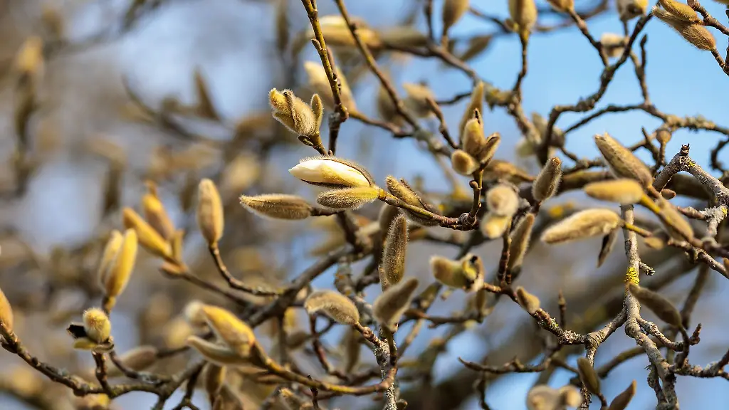 Die-Sonne-und-die-hoeheren-Temperaturen-duerften-Bluetenknospen-zur-Wochenmitte-weiteren-Auftrieb-geben