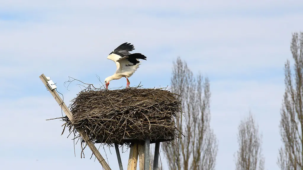 Die-Stoerche-kommen-zurueck-aber-der-Fruehling-laesst-auch-sich-warten