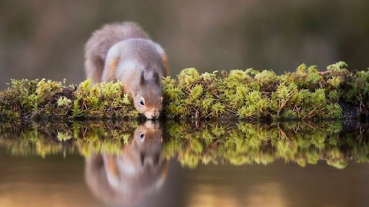Rötliche Eichhörnchen gibt es in Großbritannien nur noch in abgelegenen Regionen.