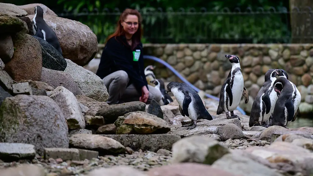 Die-zoologische-Leiterin-im-Weltvogelpark-Walsrode-kontrolliert-Humboldtpinguine