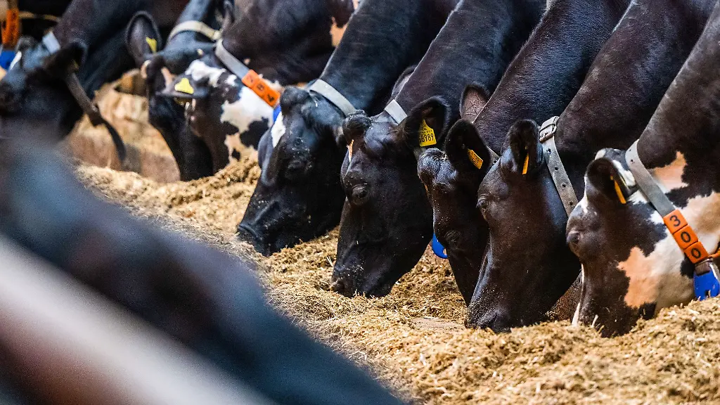 Weniger-Milchbauern-in-Sachsen