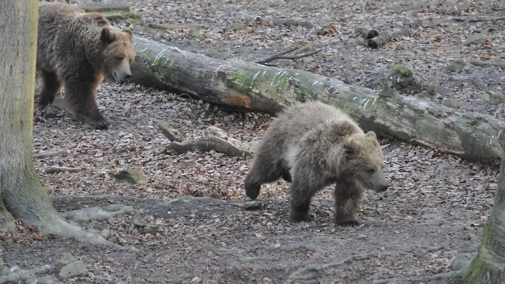 Gaeste-des-Wildparks-Knuell-koennen-die-Baeren-jetzt-wieder-taeglich-besuchen