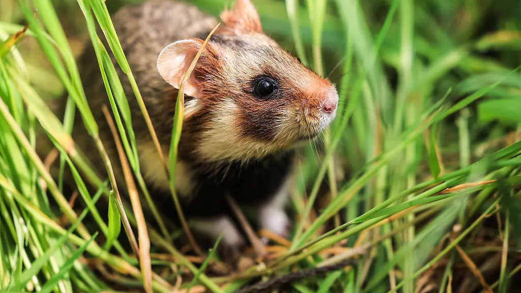 Trotz-vieler-Massnahmen-und-Bemuehungen-sind-die-Feldhamster-Populationen-im-Freistaat-ruecklaeufig