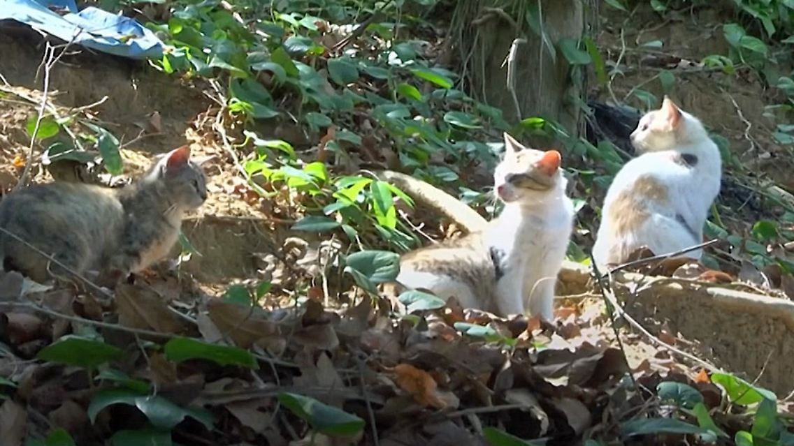 katzeninsel.jpg
