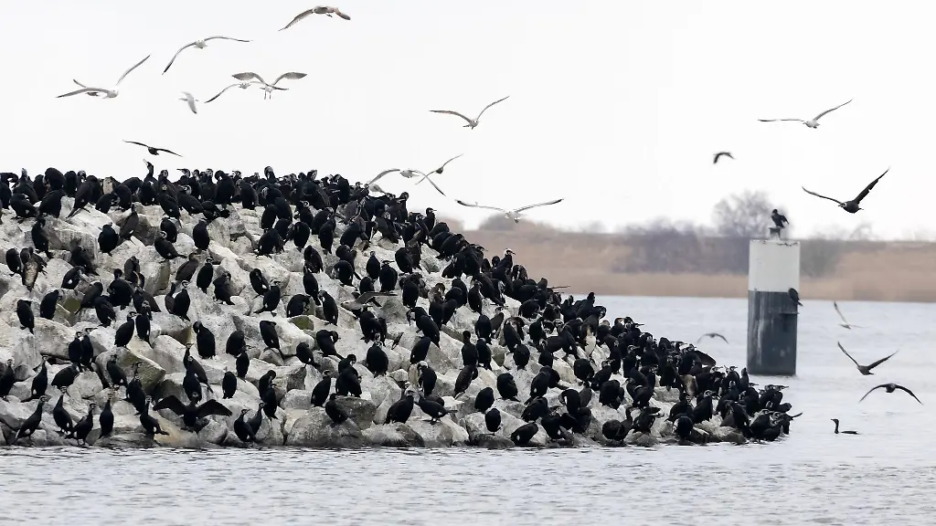 Fischer-beklagen-sich-ueber-die-Wasservoegel