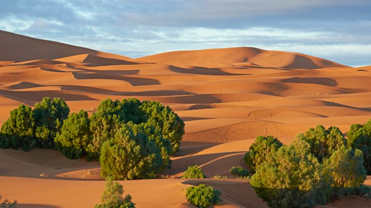 Bäume bringen Leben in die Sahara