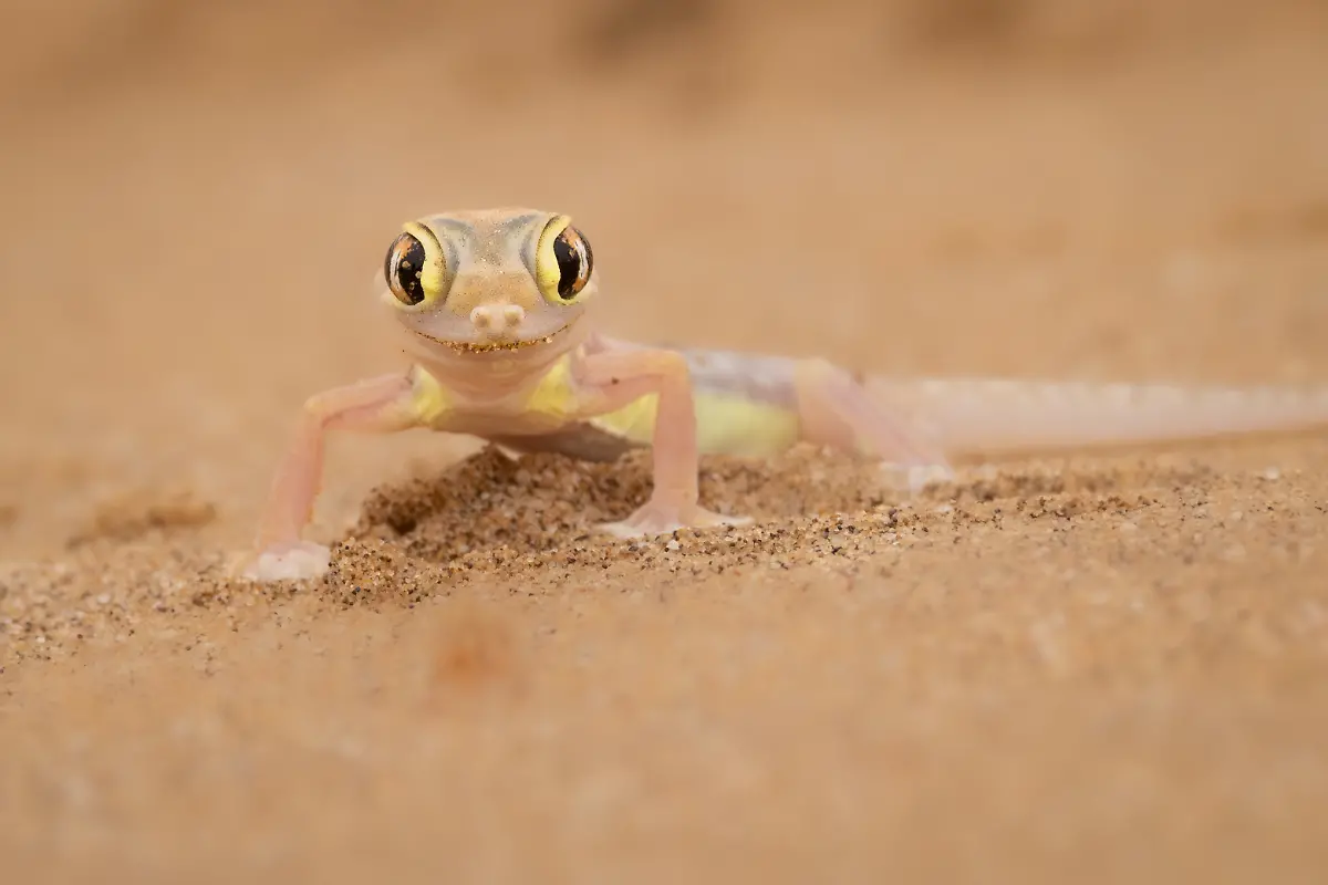 NICHT-IN-ANDEREM-ZUSAMMENHANG-VERWENDEN-BRONZE-Marti-Phillips-Don-t-worry-be-happy