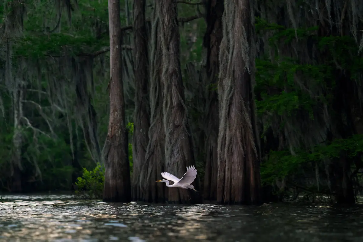 NICHT-IN-ANDEREM-ZUSAMMENHANG-VERWENDEN-SILVER-Irene-Amiet-Atchafalaya-dawn