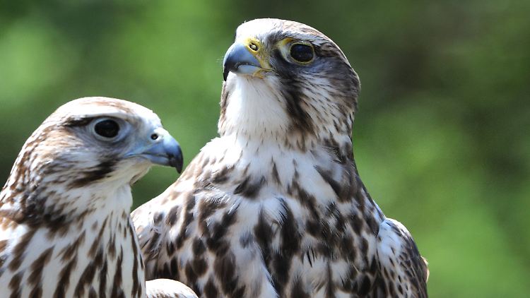 Der stark bedrohte Würgfalke, auch unter dem Namen Sakerfalke bekannt, bewohnt besonders Steppen und Waldsteppengebiete in Osteuropa und Asien.