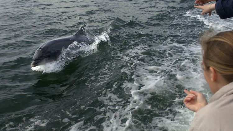 Delfin Fungie machte Dingle zu einem Ziel für Touristen und verschaffte so den Einheimischen Arbeit.