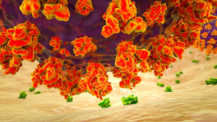 Die Grafik zeigt, wie ein Coronavirus mithilfe des Spikes an die menschliche Zelle andocken könnte.