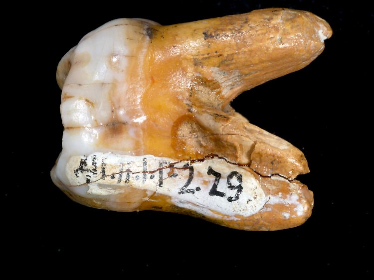 Backenzahn eines Menschen, der in der Denisova-Höhle im südlichen Sibirien gefunden wurde.