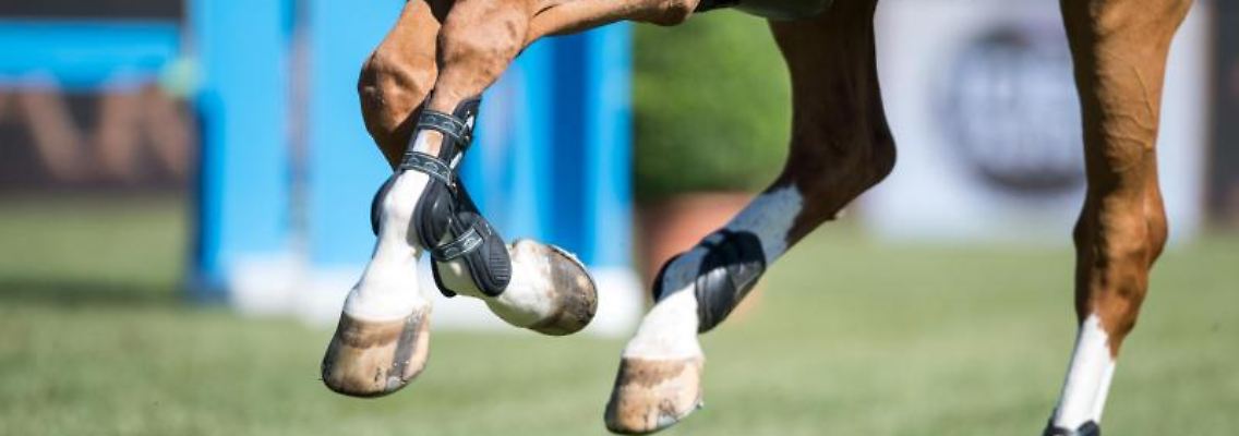 Blick auf die Hufe eines Dressurpferdes. Foto: picture alliance / dpa/Symbolbild