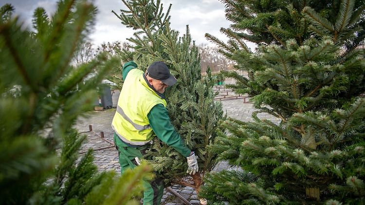 Sorgen machen den Weihnachtsbaumverkäufern ausbleibende Weihnachtsmärkte.