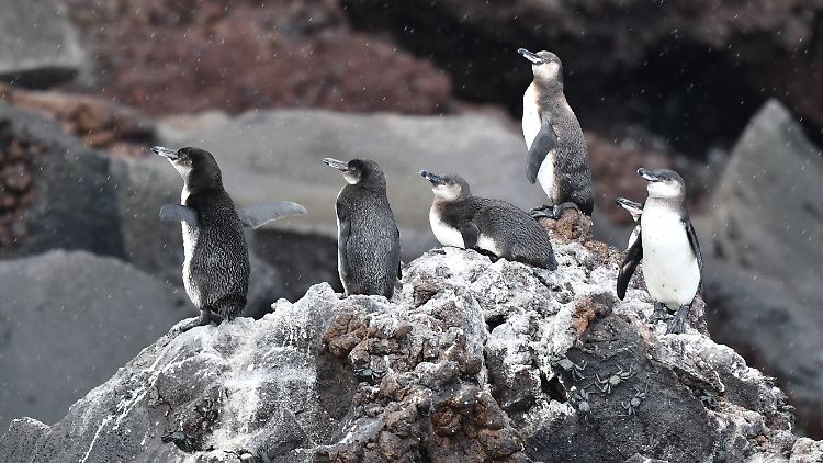 1940 Pinguine bevölkern inzwischen die Galapagos-Inseln.