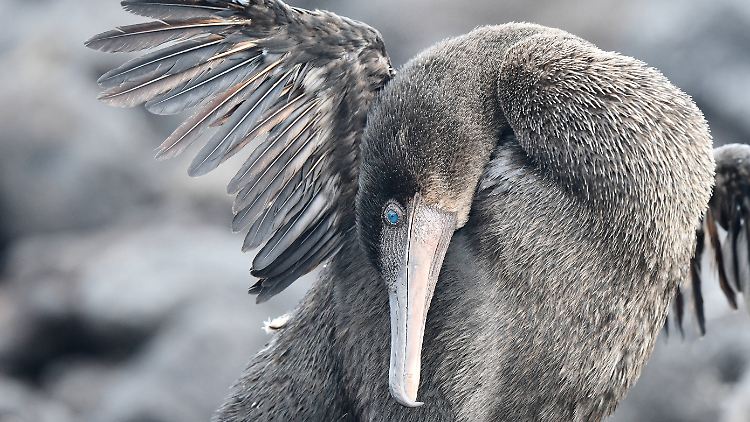 Können nicht fliegen, aber sehr gut tauchen: die sogenannten Stummelkormorane.