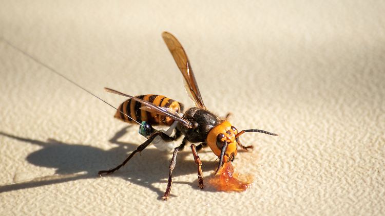 Die Asiatische Riesenhornisse ist besonders häufig in ländlichen Regionen Japans anzutreffen.