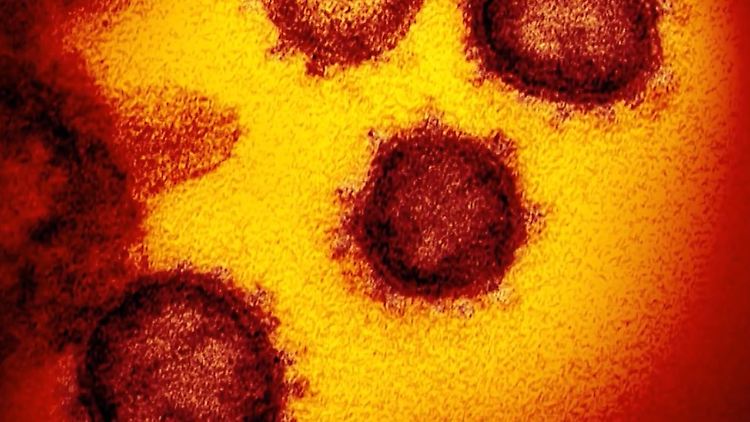 Corona Antikörper.JPG