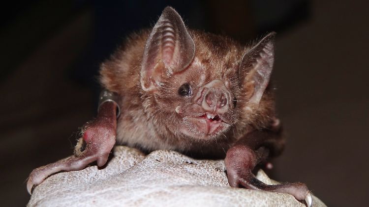 Vampirfledermäuse gelten eigentlich als sehr soziale Tiere.