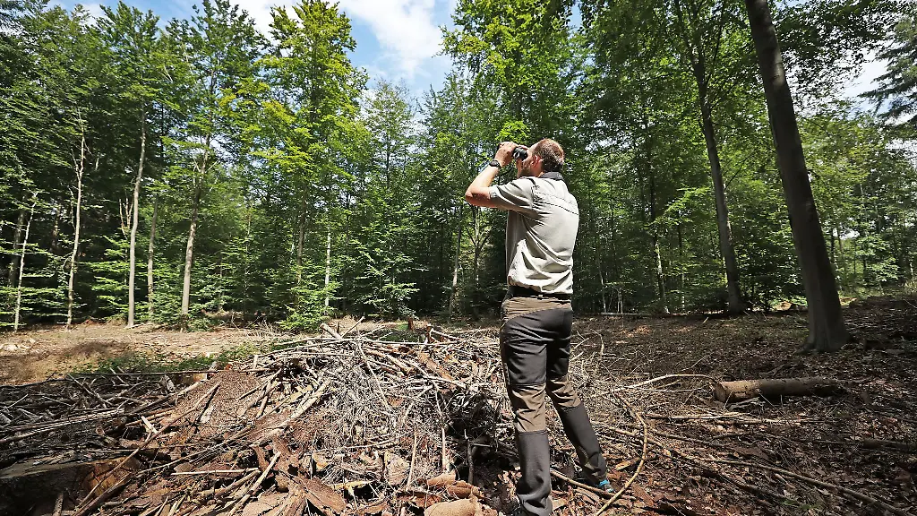 Ein-Foerster-begutachtet-2021-den-Wald-im-Koenigsforst-eine-gerodete-Waldflaeche-stand-hier-nun-in-Flammen