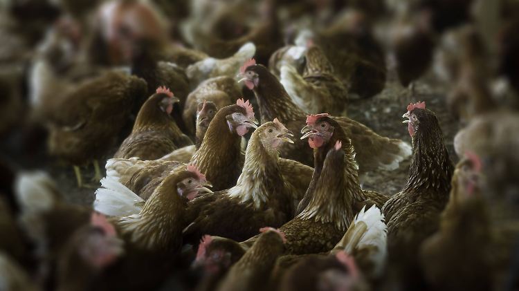 Multiresistente Keime entstehen vor allem durch den übermäßigen Einsatz von Antibiotika in der Massentierhaltung.