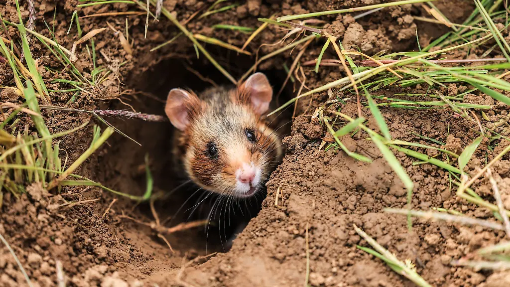 Mit-Mitteln-aus-einem-Foerderprogramm-unterstuetzt-Thueringen-Landwirte-die-bei-ihrer-Arbeit-besonders-Ruecksicht-auf-die-Umwelt-nehmen-das-soll-auch-dem-bedrohten-Feldhamster-zugutekommen