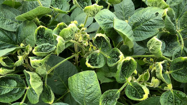 Sojablätter auf einem Feld in Wisconsin: Sie wurden wahrscheinlich durch Dicamba beschädigt, das in der Nähe versprüht wurde. 