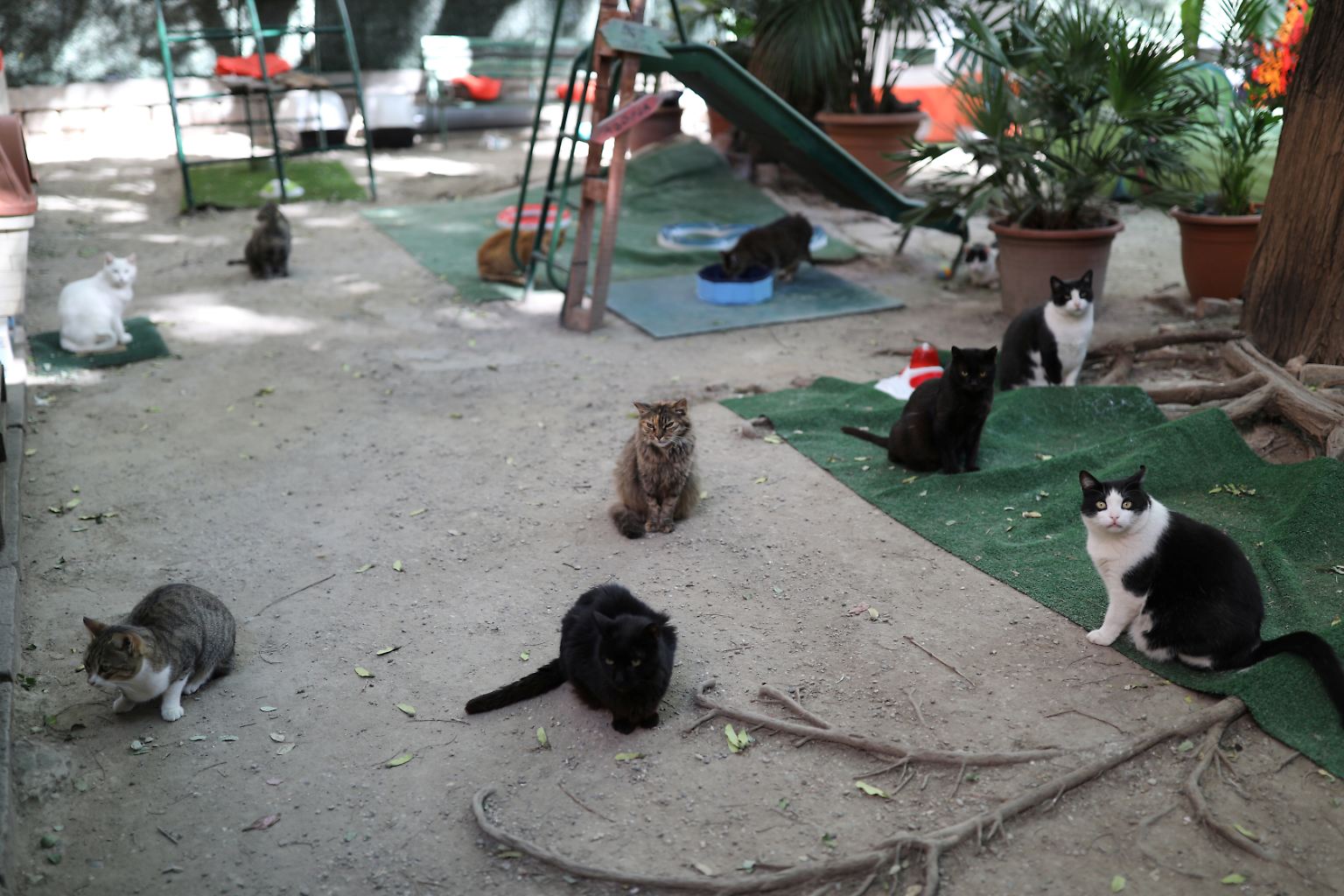 Katzen in allen Farben und Größen streunen in Barcelona durch den "Jardinet dels Gats" …