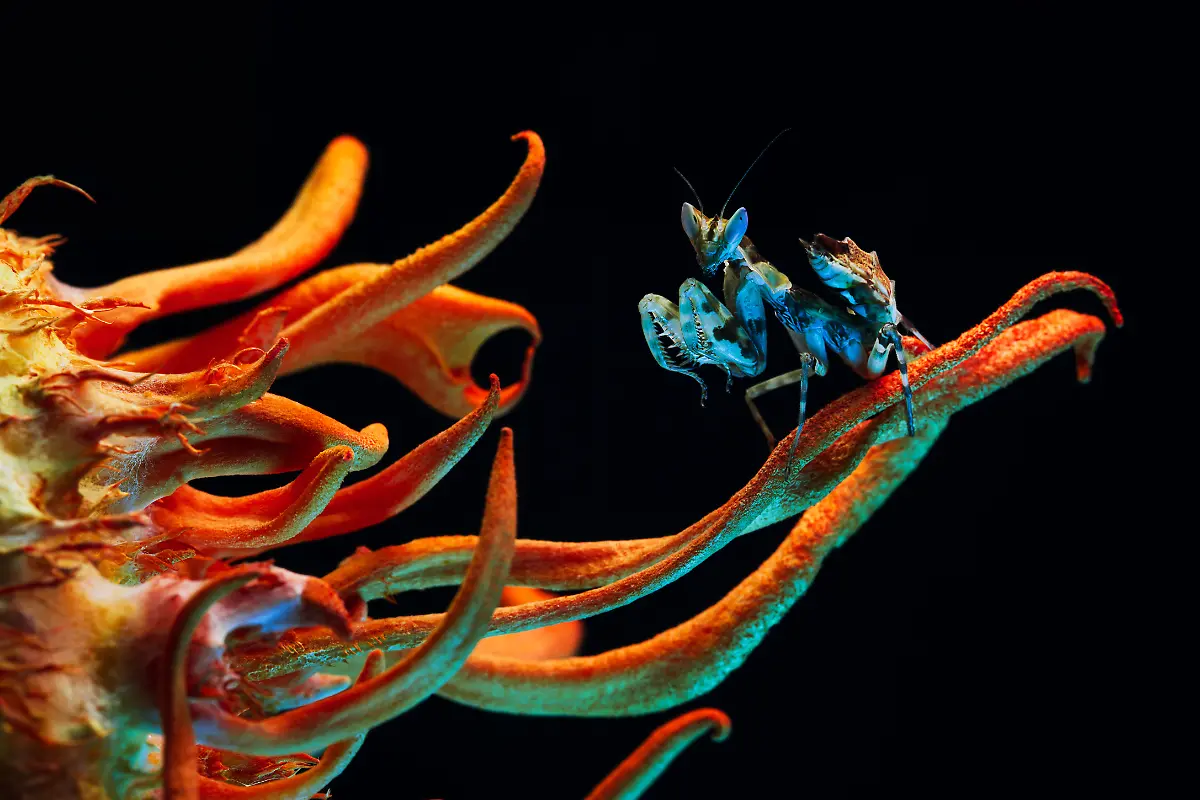 NICHT-IN-ANDEREM-ZUSAMMENHANG-VERWENDEN-BRONZE-Irina-Petrova-The-Colour-Out-of-Space-Plants-and-fungi