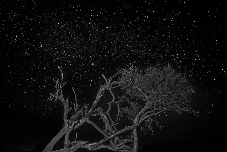 NICHT-IN-ANDEREM-ZUSAMMENHANG-VERWENDEN-BRONZE-Rajarshi-Banerji-Black-panther-under-the-stars-Animals-in-their-habitat