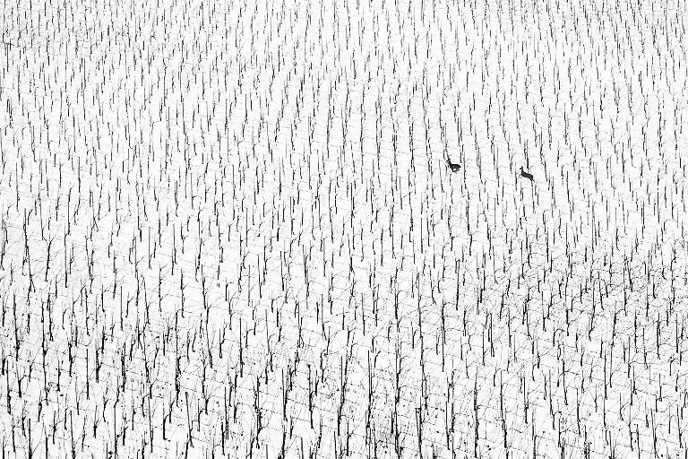 NICHT-IN-ANDEREM-ZUSAMMENHANG-VERWENDEN-GOLD-Marusa-Puhek-Run-Nature-Art