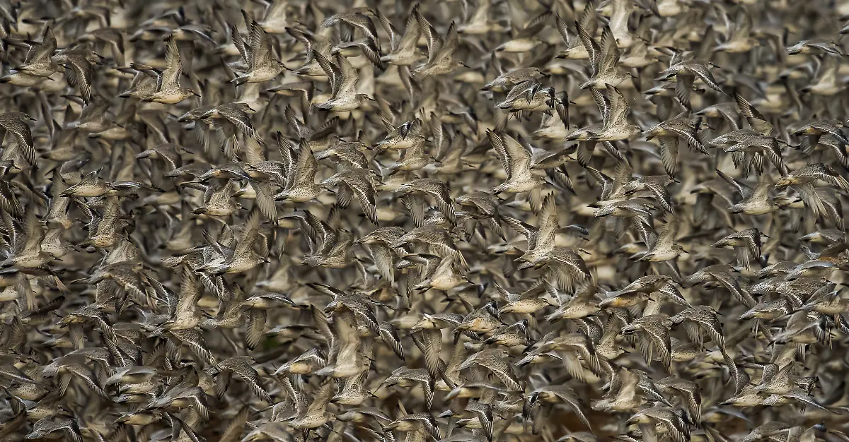 NICHT-IN-ANDEREM-ZUSAMMENHANG-VERWENDEN-GOLD-Clive-Burns-Red-knots-Behaviour-birds